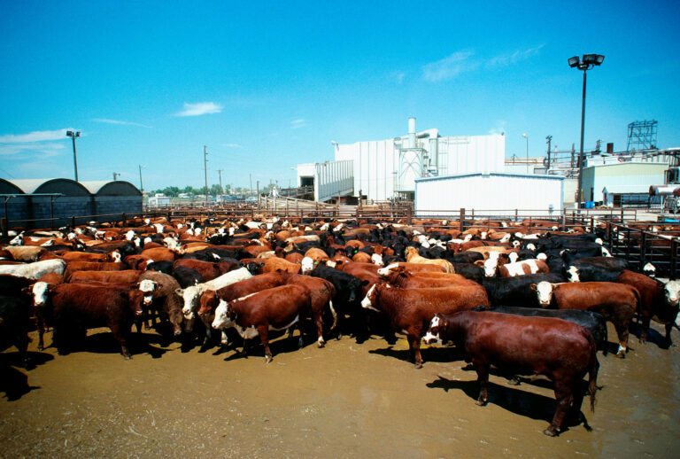 Monfort beef, meat packing plant with plant (Getty Images/Glowimages)