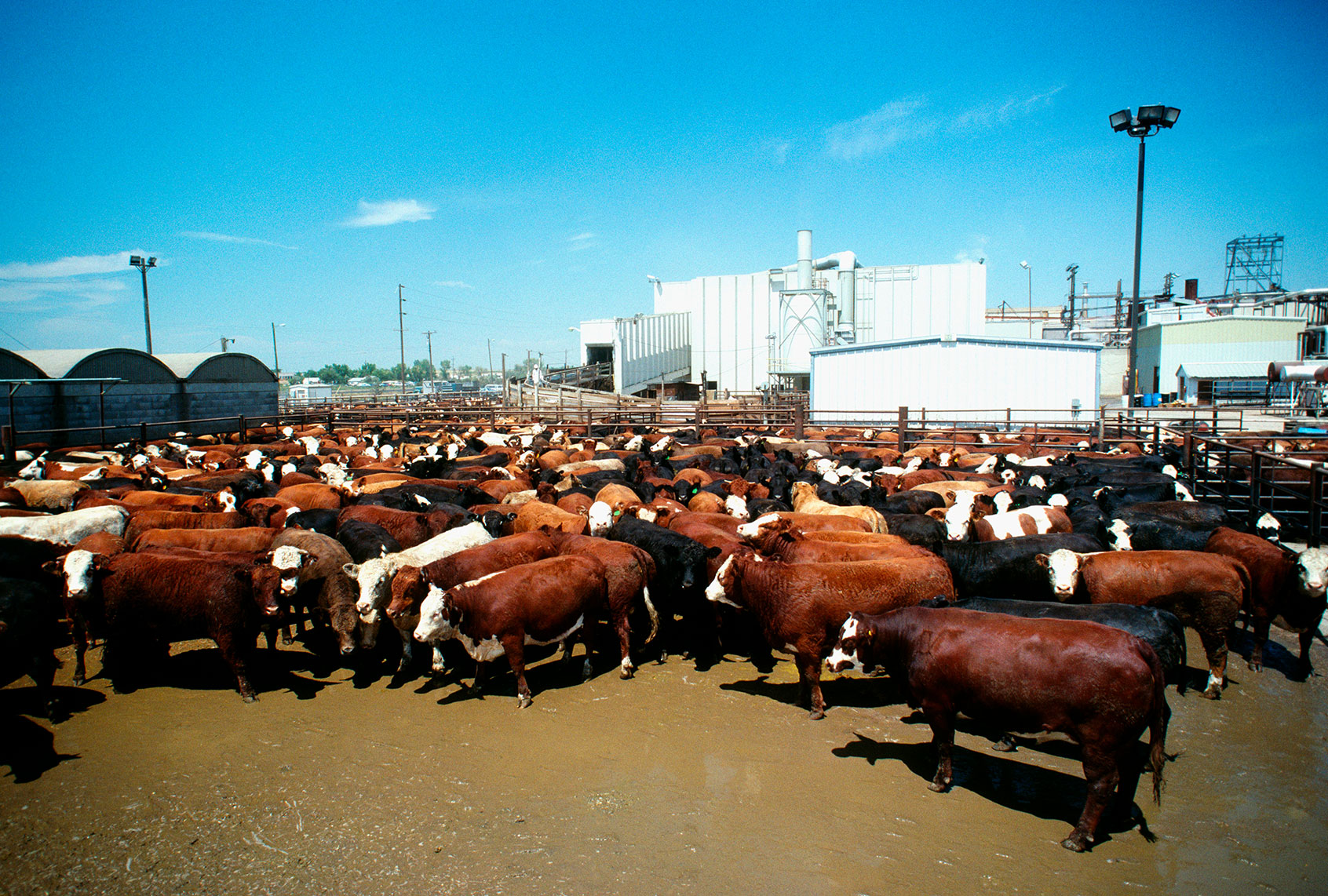 Monfort beef, meat packing plant with plant (Getty Images/Glowimages)