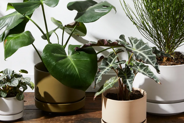 (Ty Mecham / Food52)