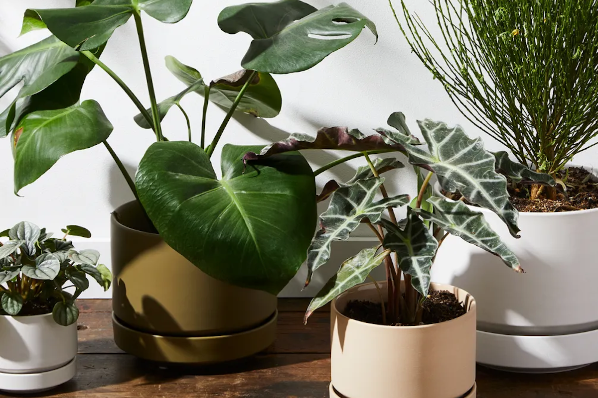 (Ty Mecham / Food52)