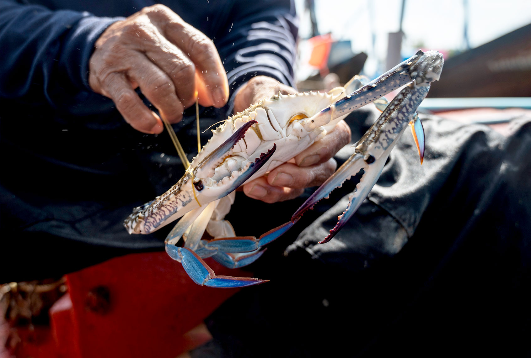 A fisherman ties a rubber band on a freshly caught Blue swimming crab (Portunus pelagicus) (Sirachai Arunrugstichai/Getty Images)