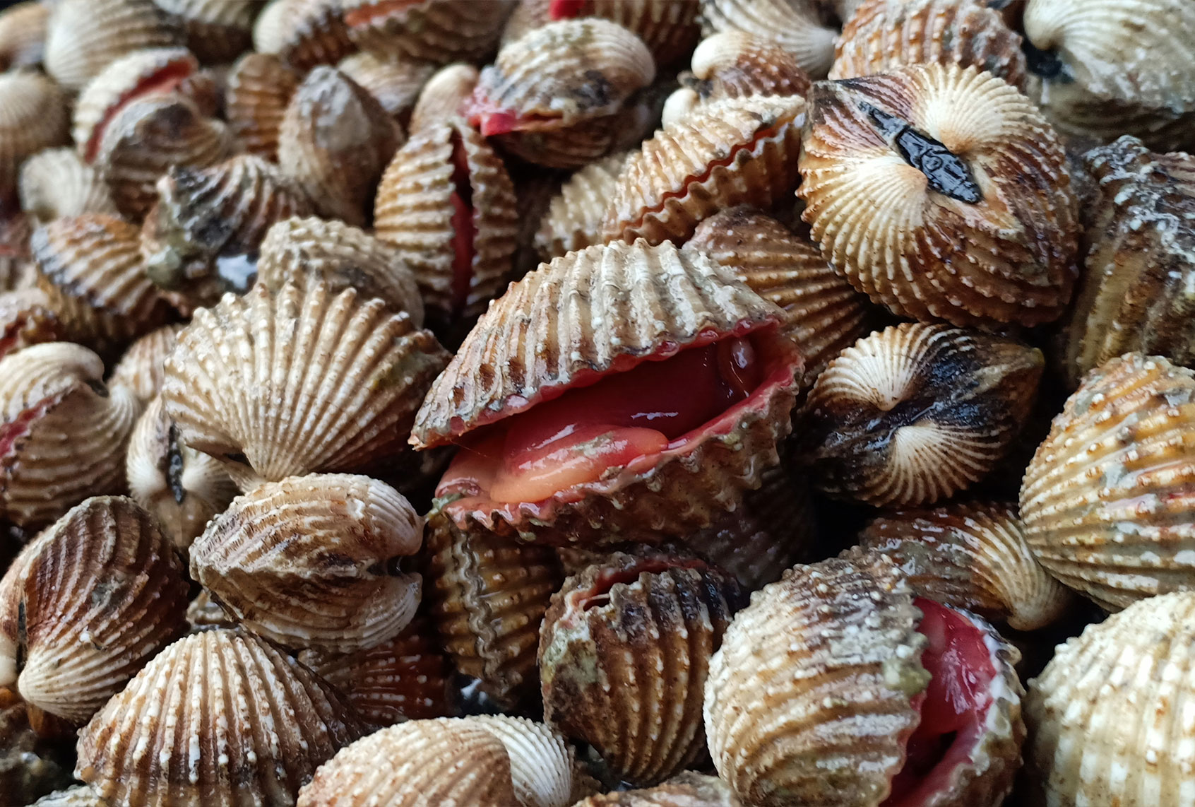 Clams in Malaysia (Ritzzuan Salim / EyeEm/Getty stock photos)