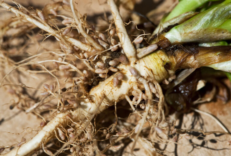 Nodules of nitrogen-fixing Rhizobia bacteria on the roots of forage legumes (Getty Images / Bill Barksdale / Design Pics)