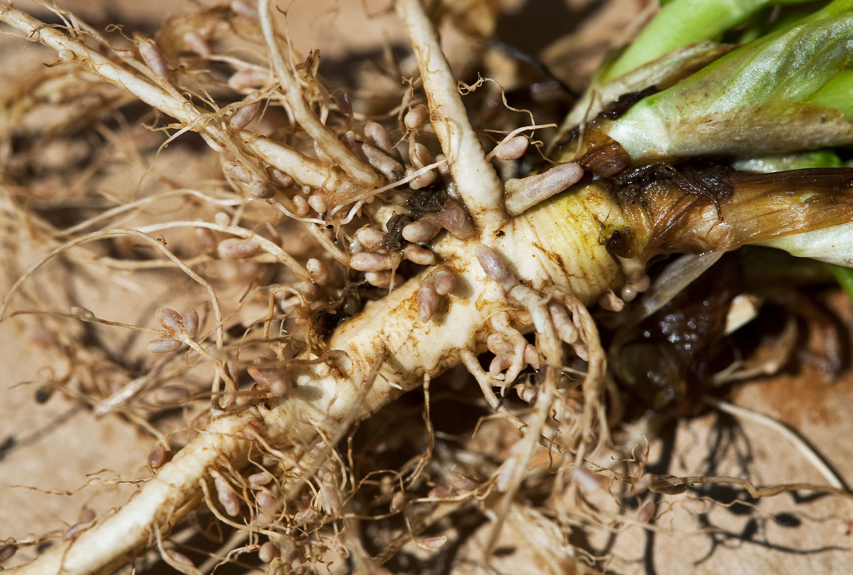 Nodules of nitrogen-fixing Rhizobia bacteria on the roots of forage legumes (Getty Images / Bill Barksdale / Design Pics)