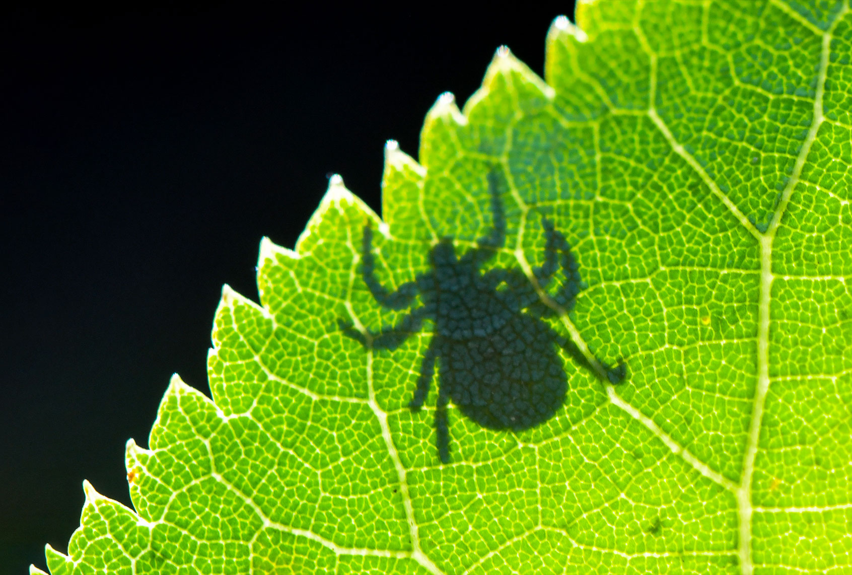 Shadow of a tick on a leaf (Patrick Pleul/picture alliance via Getty Images)