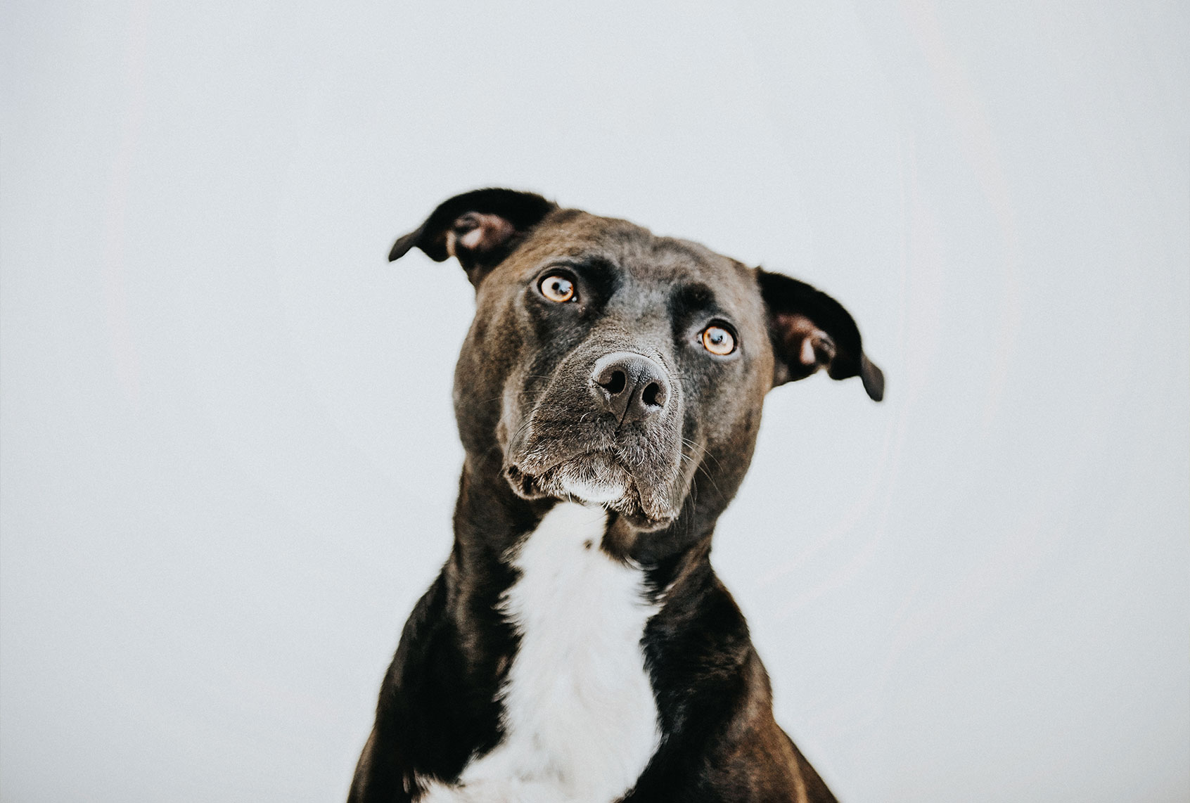 Labrador mix dog (Getty Images/Catherine Falls Commercial)