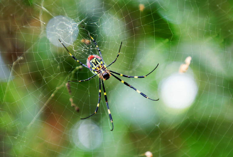 Closeup of the red, yellow and black spider Trichonephila clavata in the spiderweb, also known as Joro spider, member of the golden orb-web spiders (Getty Images/HasseChr)