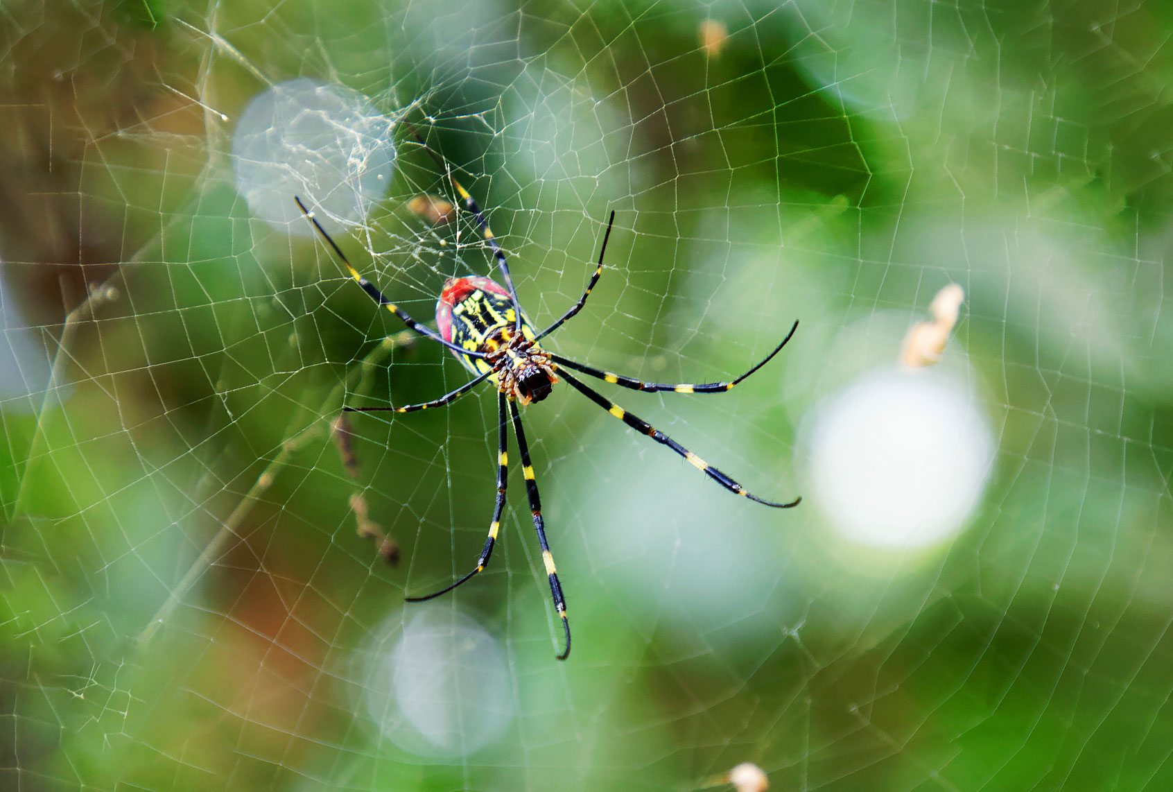 Closeup of the red, yellow and black spider Trichonephila clavata in the spiderweb, also known as Joro spider, member of the golden orb-web spiders (Getty Images/HasseChr)