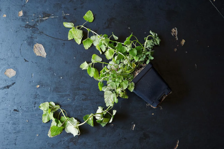 (Mark Weinberg / Food52)