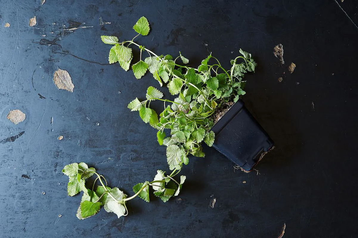 (Mark Weinberg / Food52)