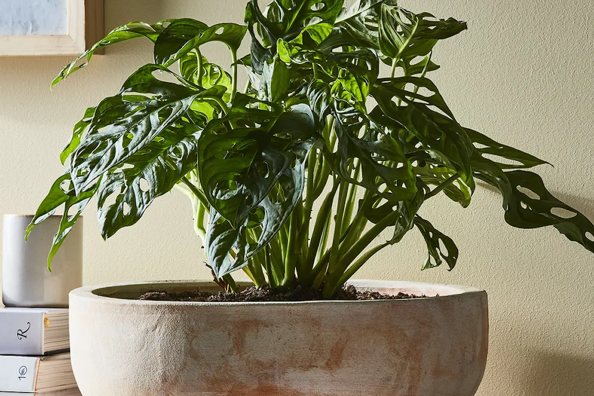 (James Ransom / Food52)