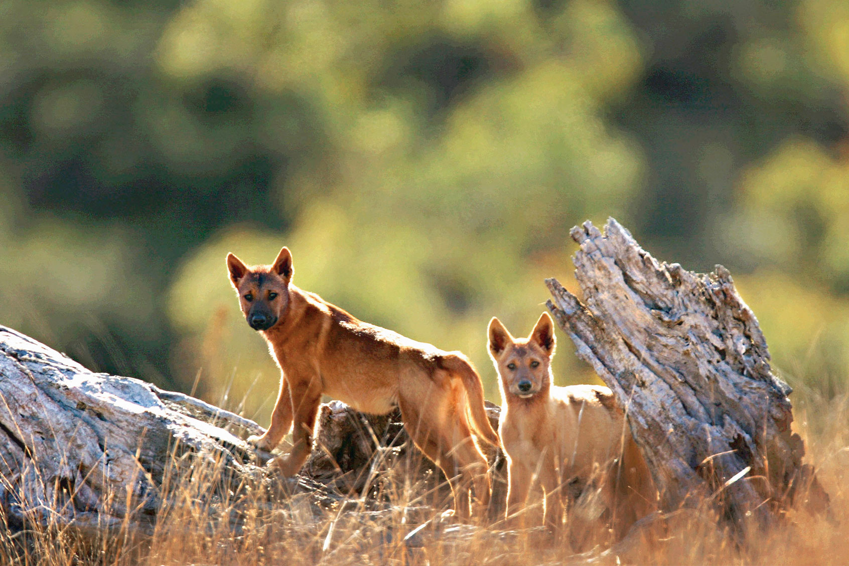 Dingo pups, approximately 3 to 4 months old, play on a fallen tree in the South Blue Mountains World Heritage Area west of Sydney. (Fairfax Media via Getty Images)