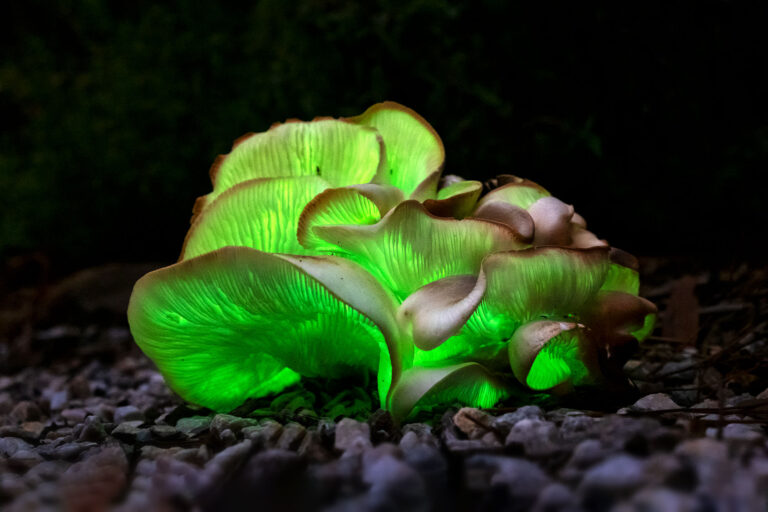 Omphalotus nidiformis, or ghost fungus (Getty Images/Louise Docker Sydney Australia)