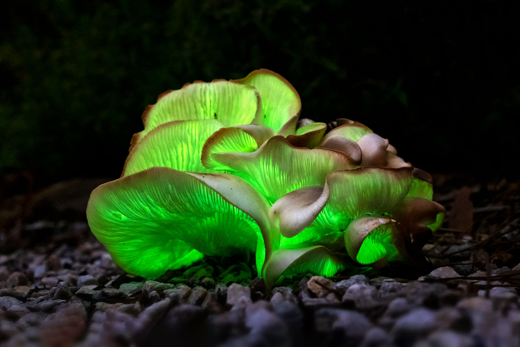 Omphalotus nidiformis, or ghost fungus (Getty Images/Louise Docker Sydney Australia)