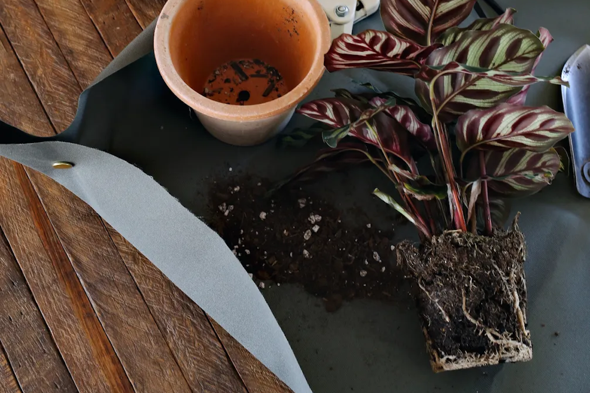 (Kristin Guy / Food52)