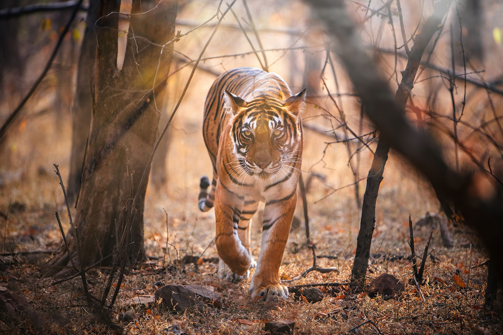 A royal Bengal Tiger in its natural habitat (Getty Images/Abhishek Singh)