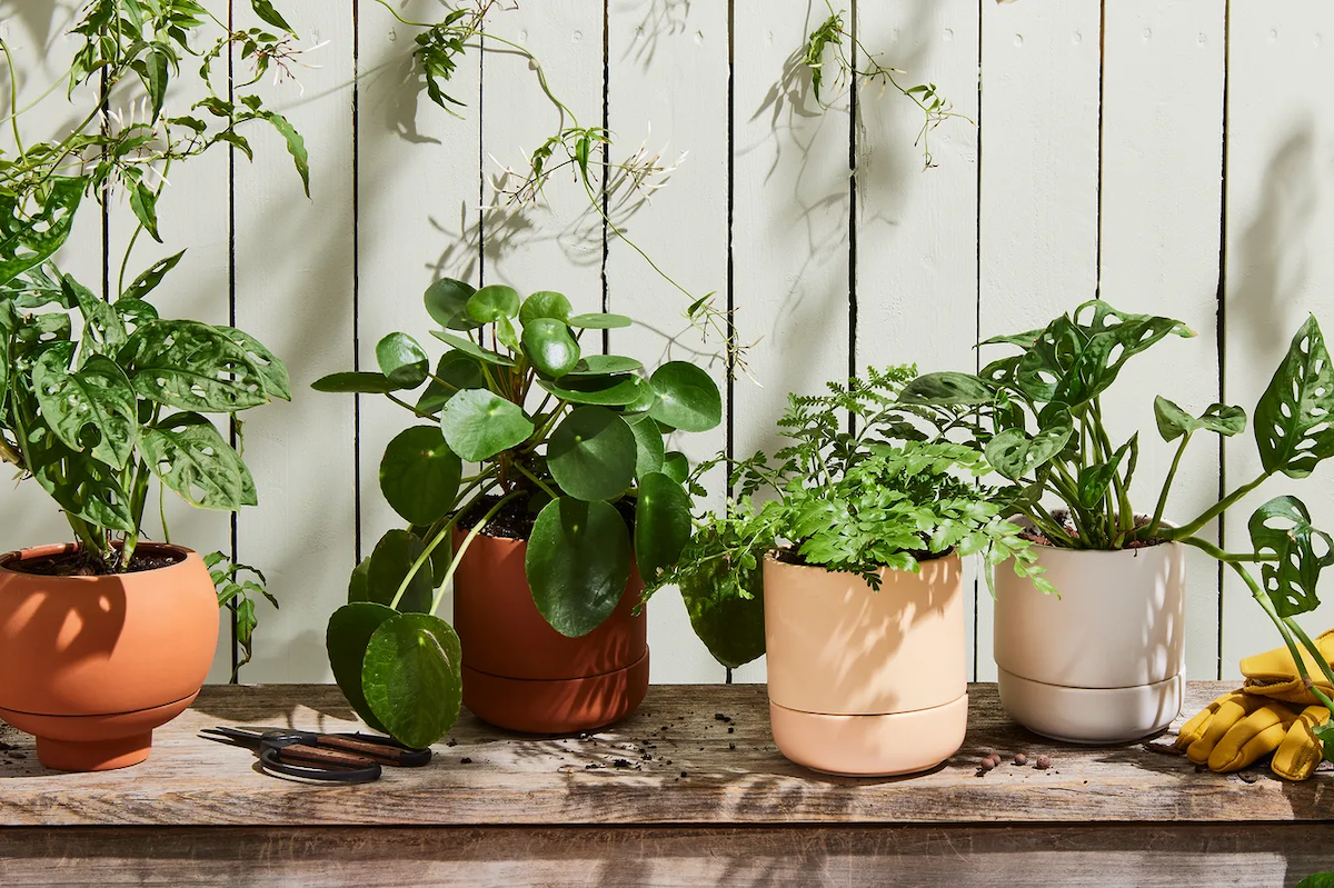 (Rocky Luten / Food52)