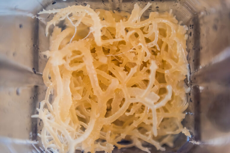 Macro closeup of fresh clear Irish moss seaweed in blender (Getty Images/ablokhin)