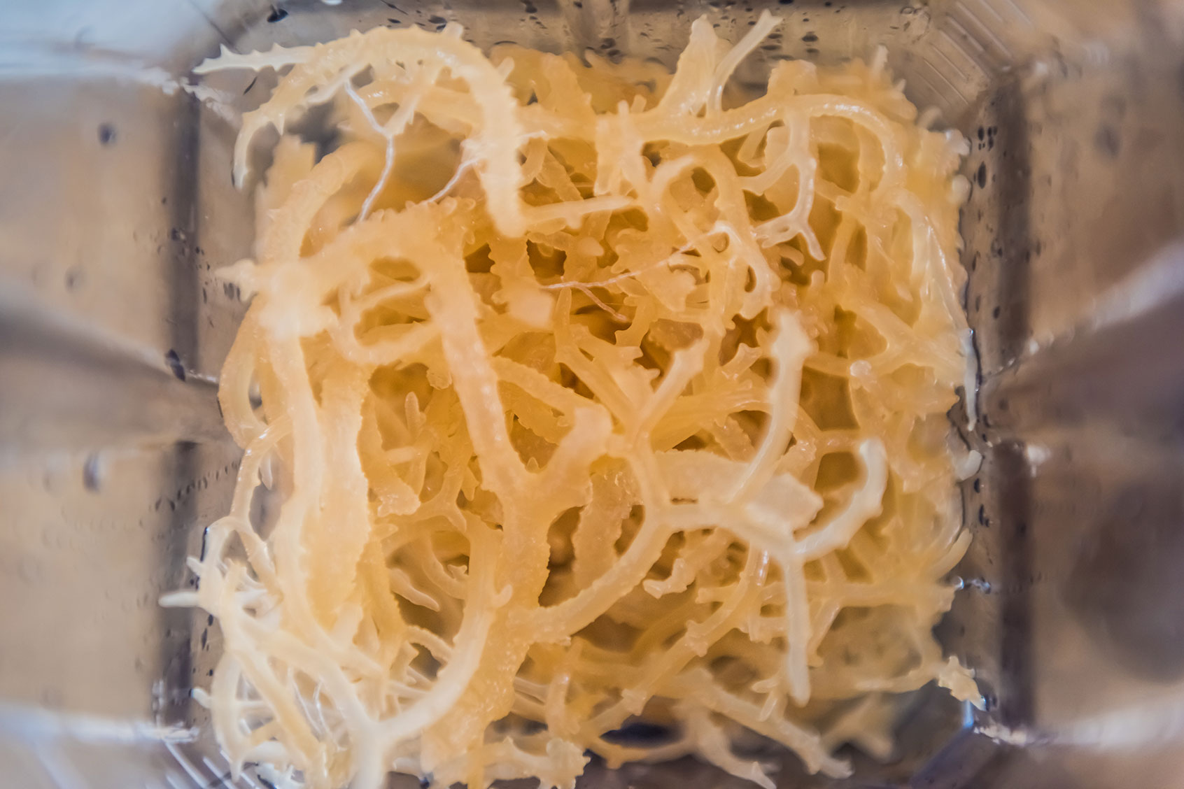 Macro closeup of fresh clear Irish moss seaweed in blender (Getty Images/ablokhin)