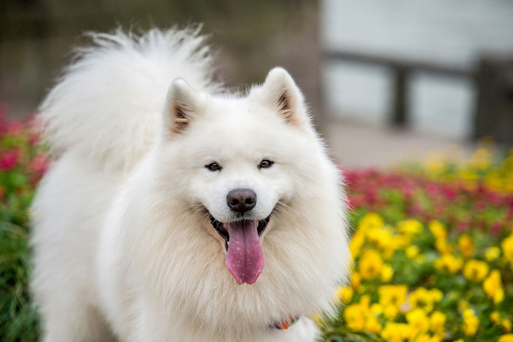 Gorgeous Samoyed smiling for photo (Getty Images/zhao hui)
