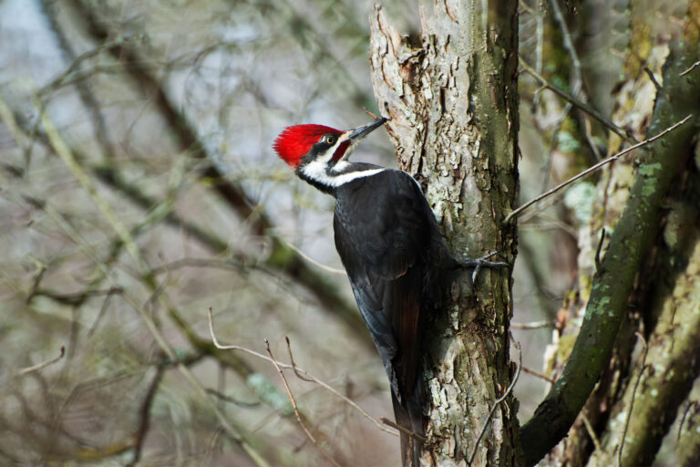 Male Pileated Woodpecker (Getty Images/Hamid Ebrahimi)