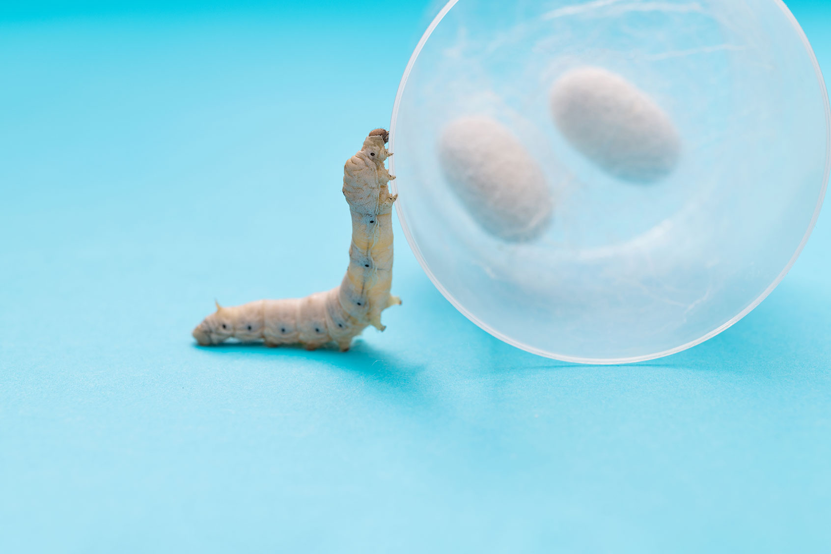 Silkworm spinning silk (Getty Images/baona)