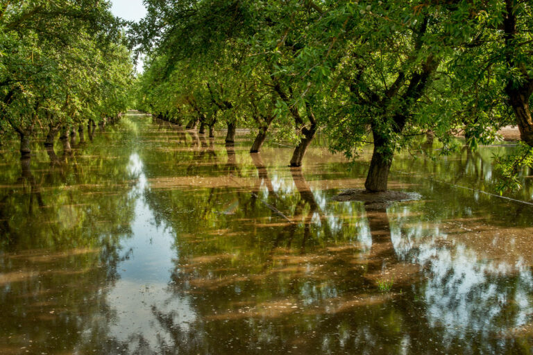 Ripening almonds in an orchard in the Central Valley of California get flooded by irrigation water (Getty Images/alacatr)