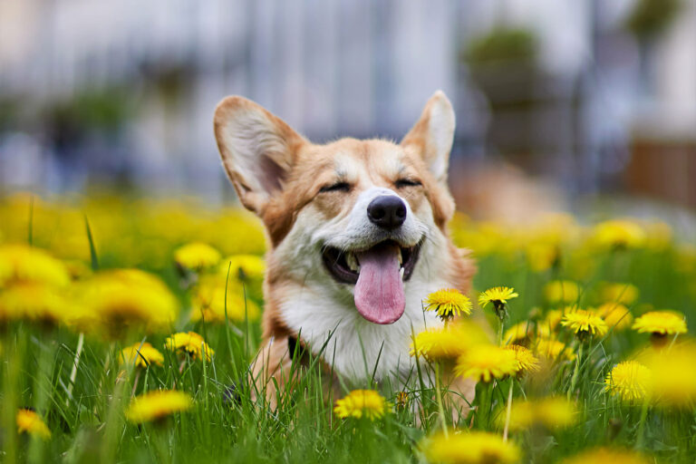 Happy Welsh Corgi Pembroke dog sitting in yellow dandelions field (Getty Images/BONDART)