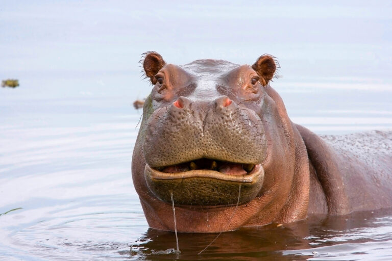 Hippopotamus (Getty Images/pjmalsbury)