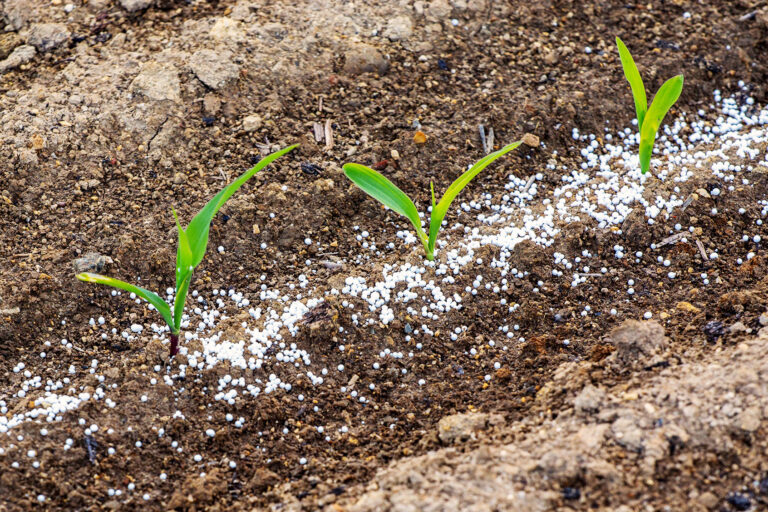 Close view on the green young corn and some fertilizers (Getty Images/i-Stockr)