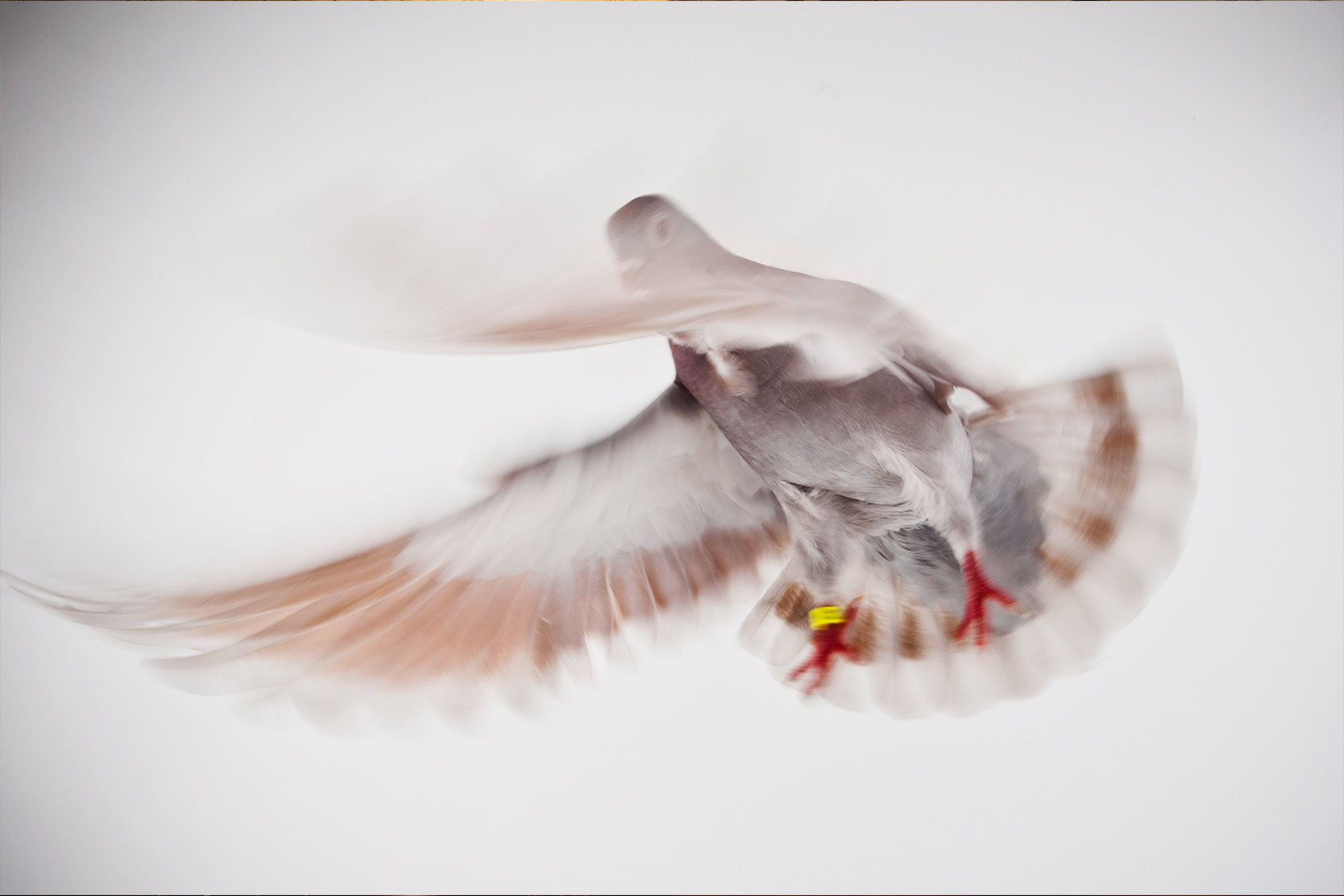 Valencian Figurita Pidgeon (Getty Images/Richard Bailey)