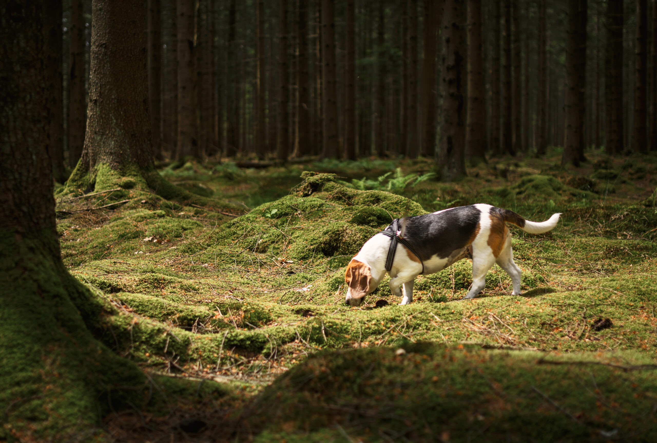 Beagle in forest (Johner Images / Getty Images)