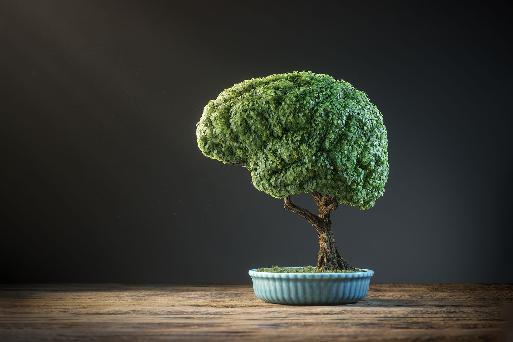 Brain Shaped Bonsai Tree (Getty Images/Viaframe)