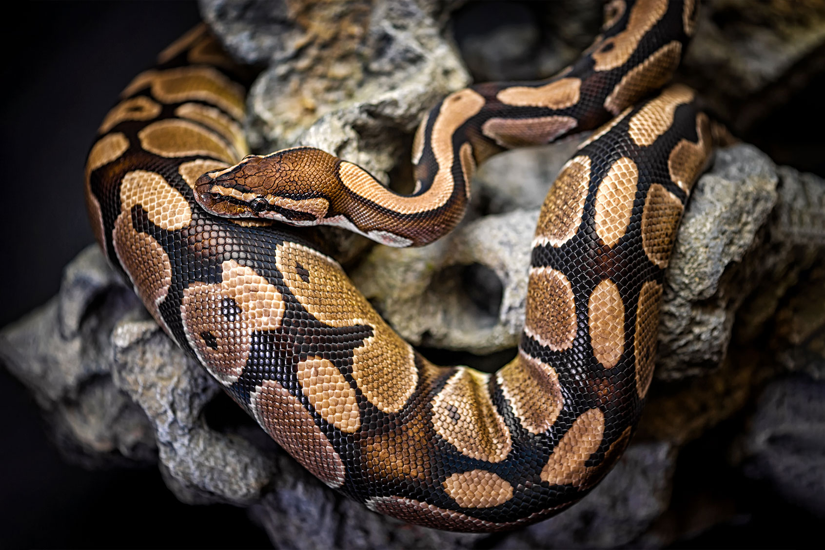 Burmese Python