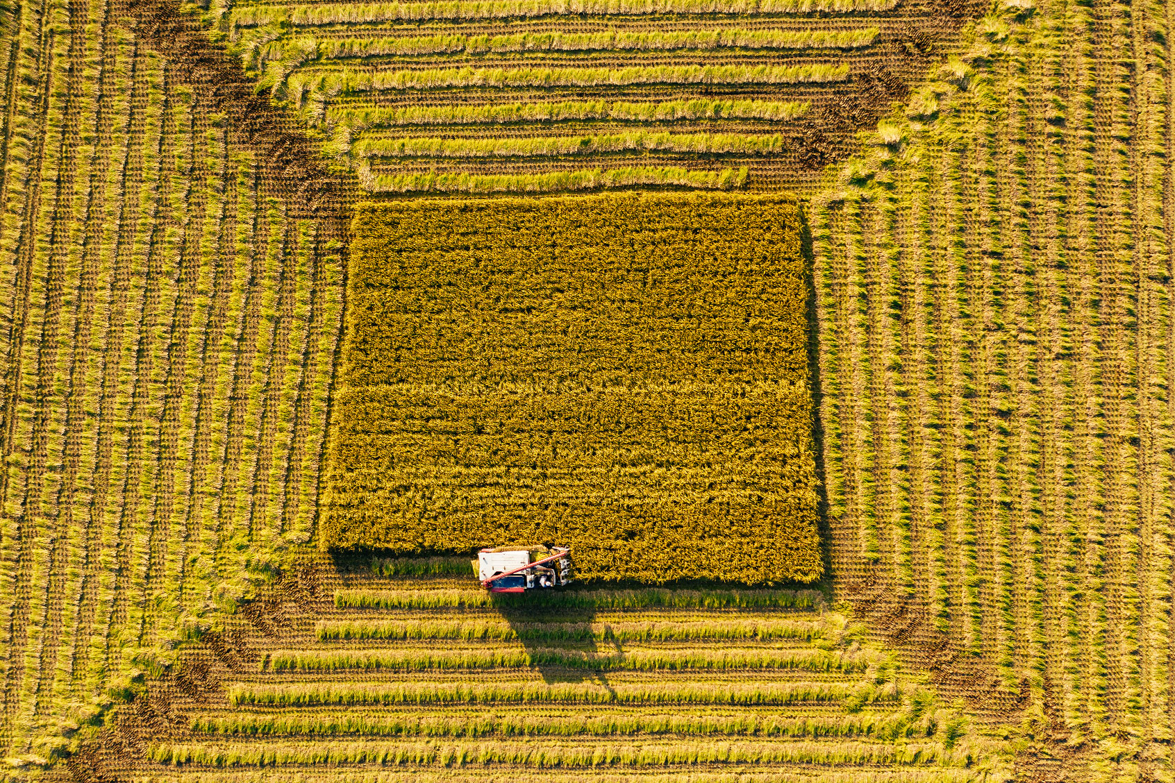 Aerial view Combine Harvester working on the Paddy Field in Autumn (Getty Images/Insung Jeon)