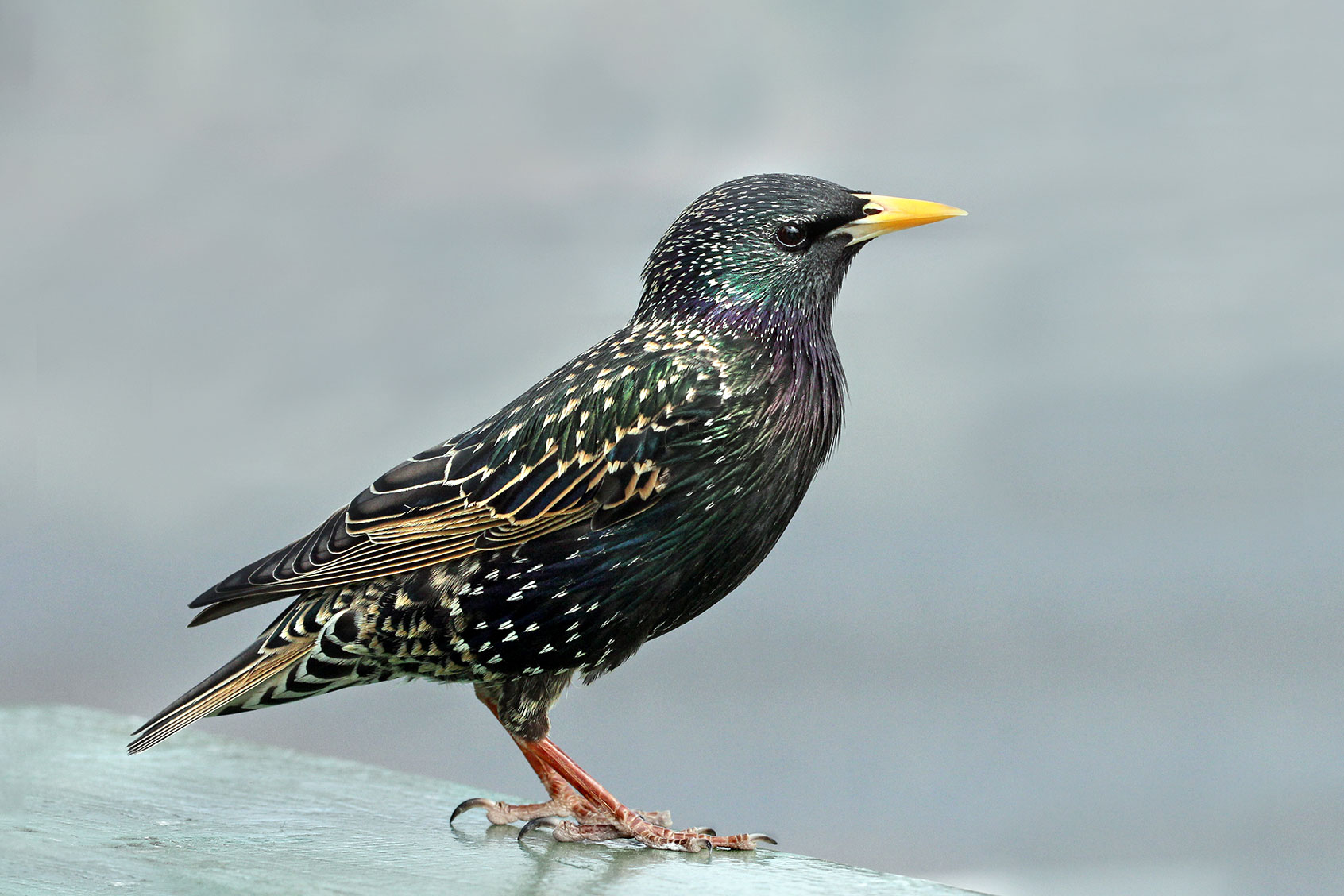 European Starling