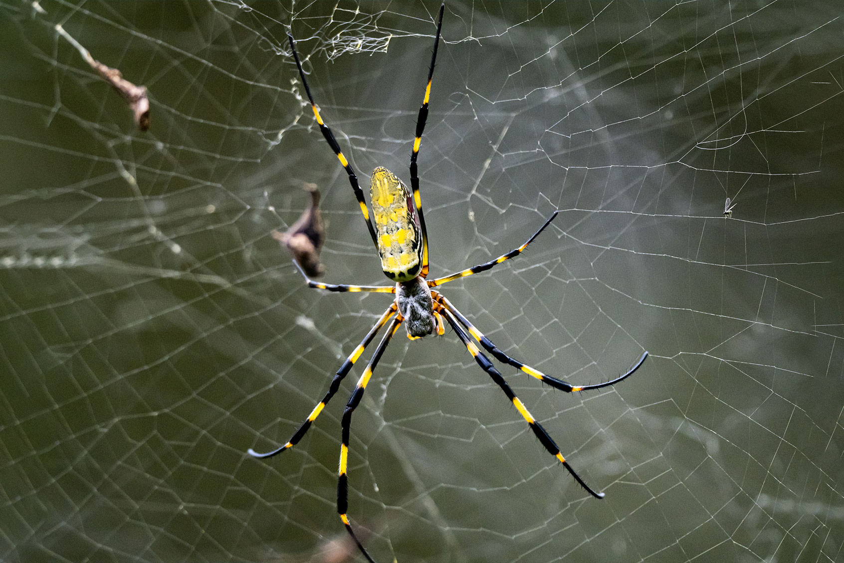Joro Spider