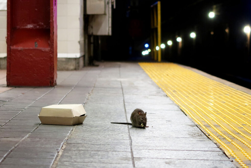 Steet Rats Meet the “outcast rats”: Those viral, ostentatious city rats are weird ...