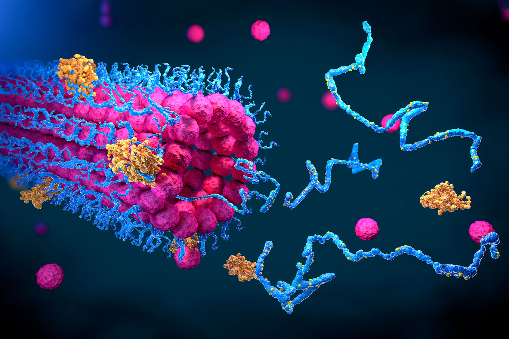 Protein folding, 3D illustration (Getty Images/	CHRISTOPH BURGSTEDT/SCIENCE PHOTO LIBRARY)