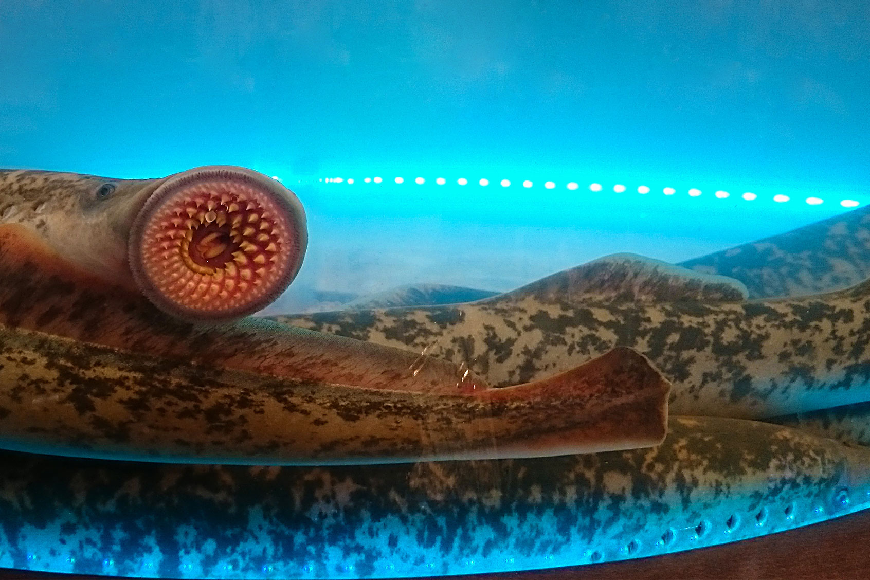 Sea Lamprey