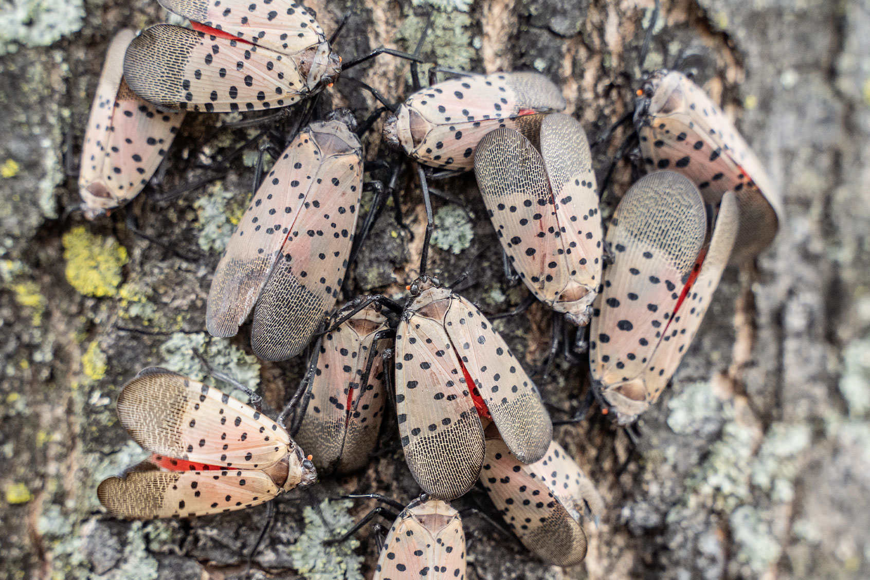 Spotted Lanternflies