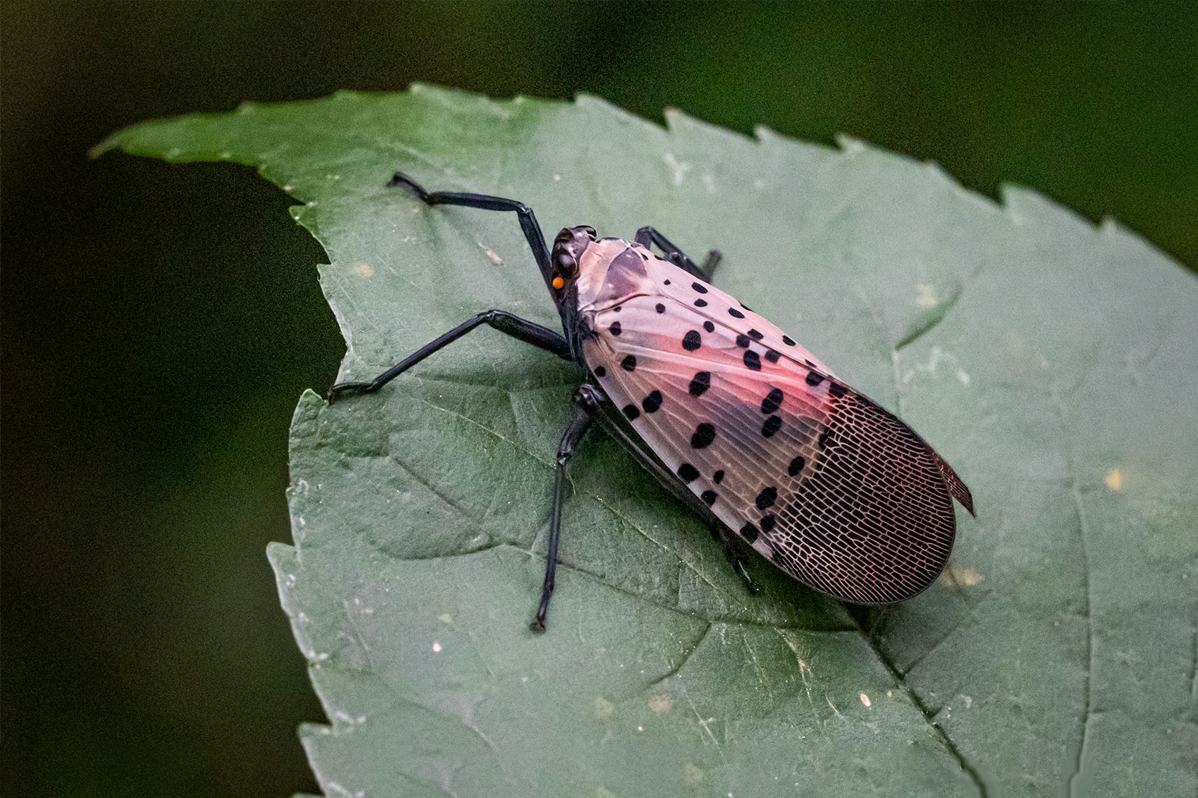 Spotted Lanternfly (Getty Images)