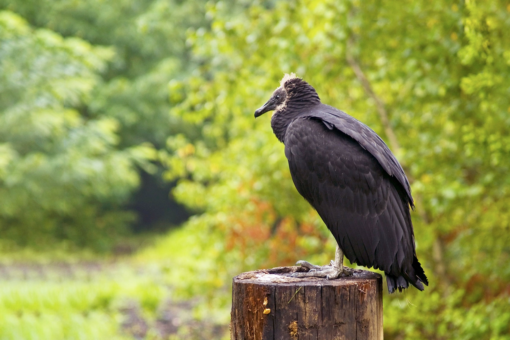 A close-up of the turkey vulture seen in a park in central New Jersey. (Getty Images/andykazie)