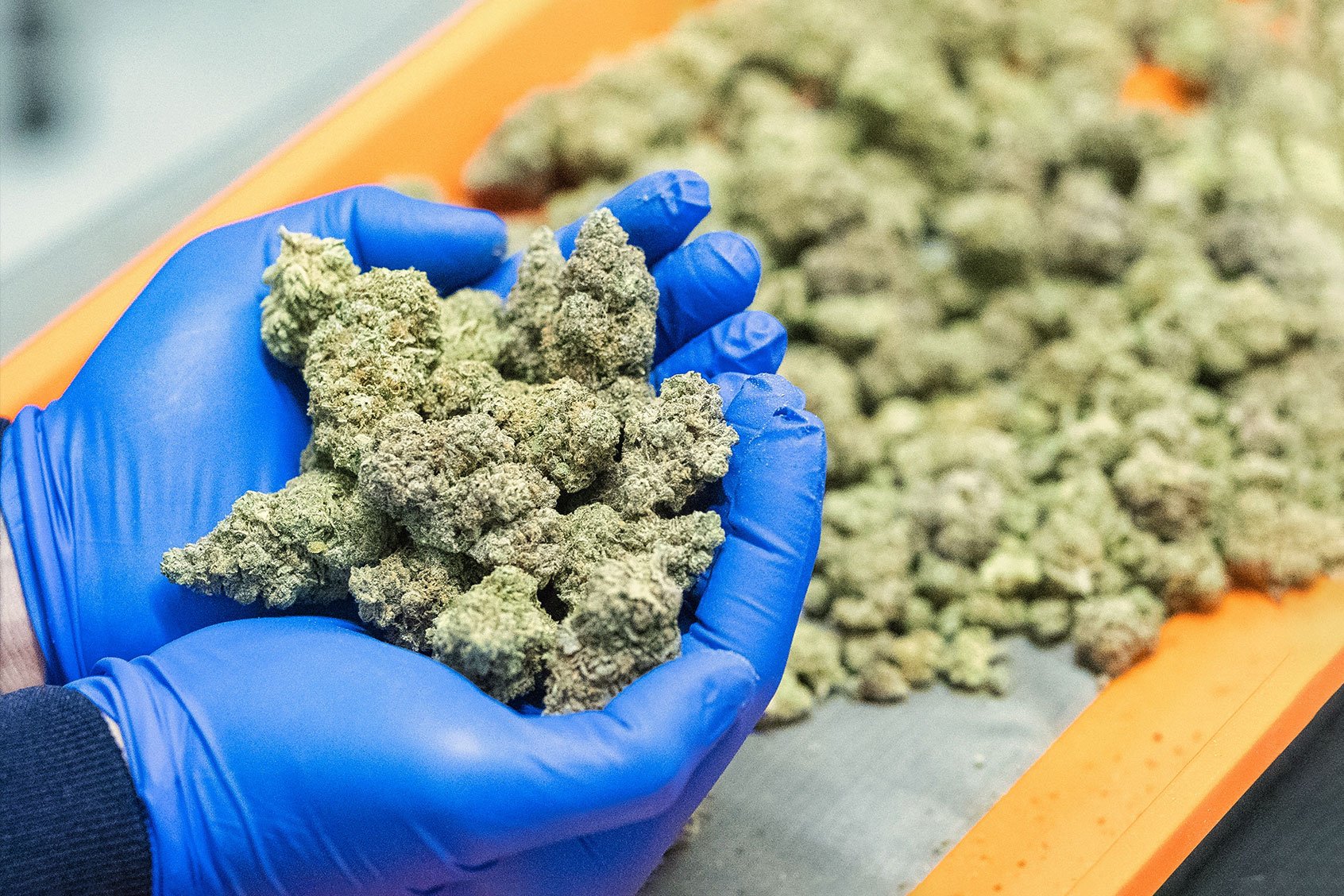 Marijuana buds (Getty Images/Yuri Kriventsoff)
