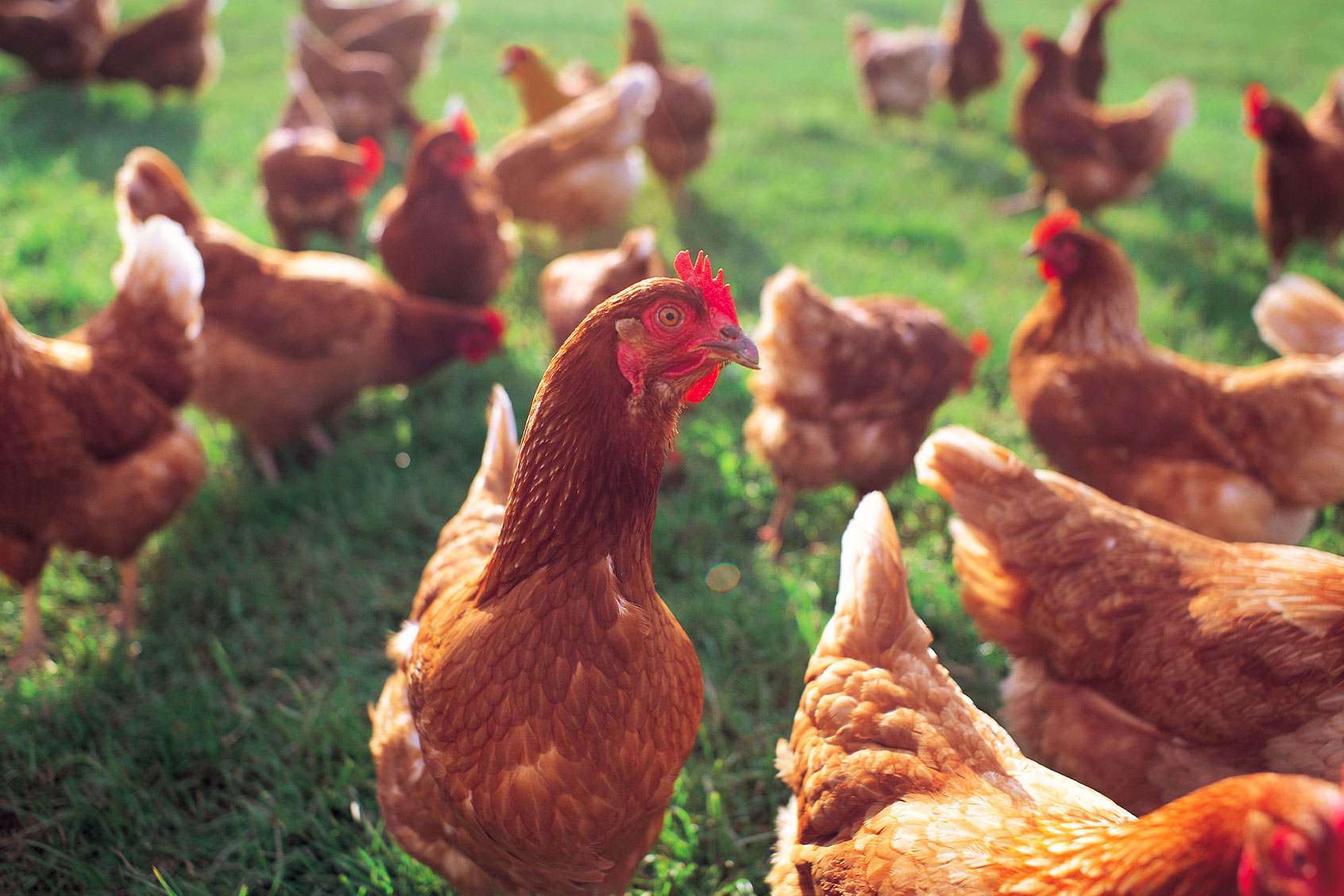 Free range chickens in field (Getty Images/Peter Cade)
