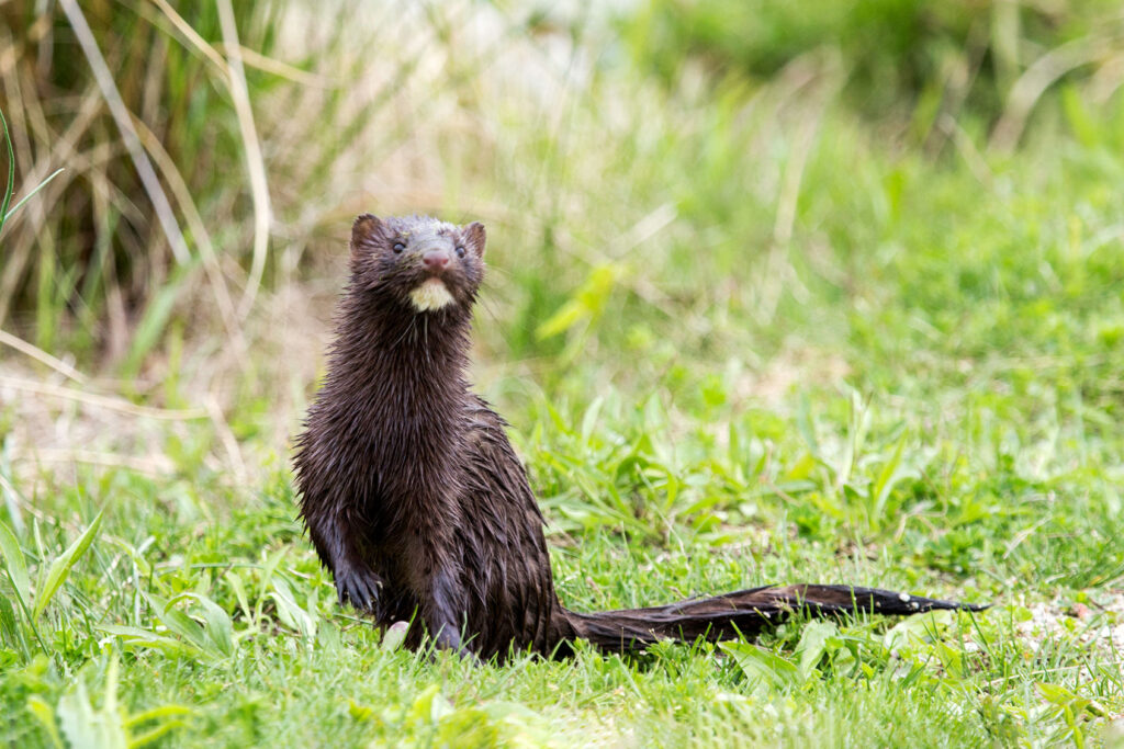 10,000 freed mink roaming the Ohio countryside now pose a threat to ...