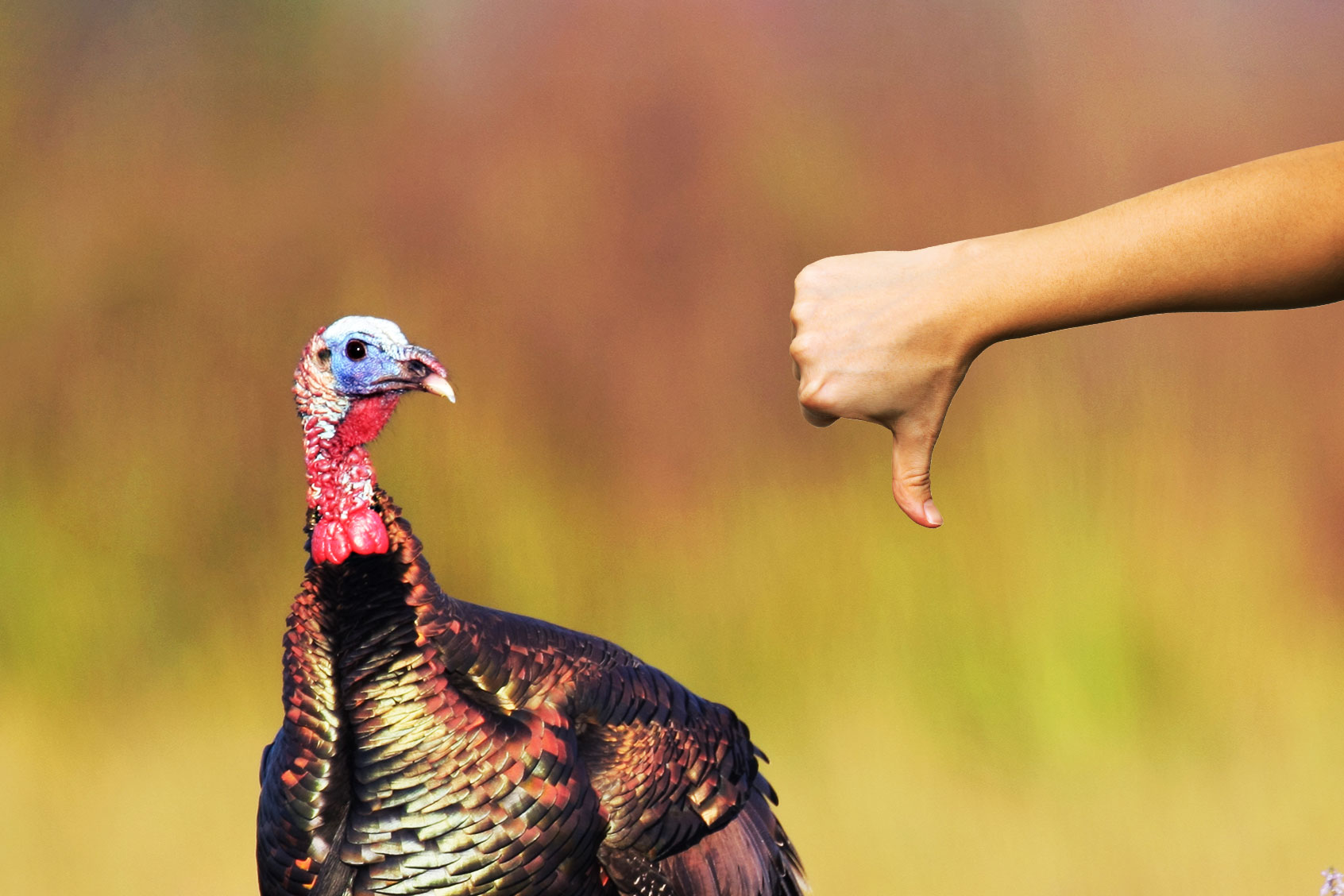 Thumbs down to the turkey (Photo illustration by Salon/Getty Images)
