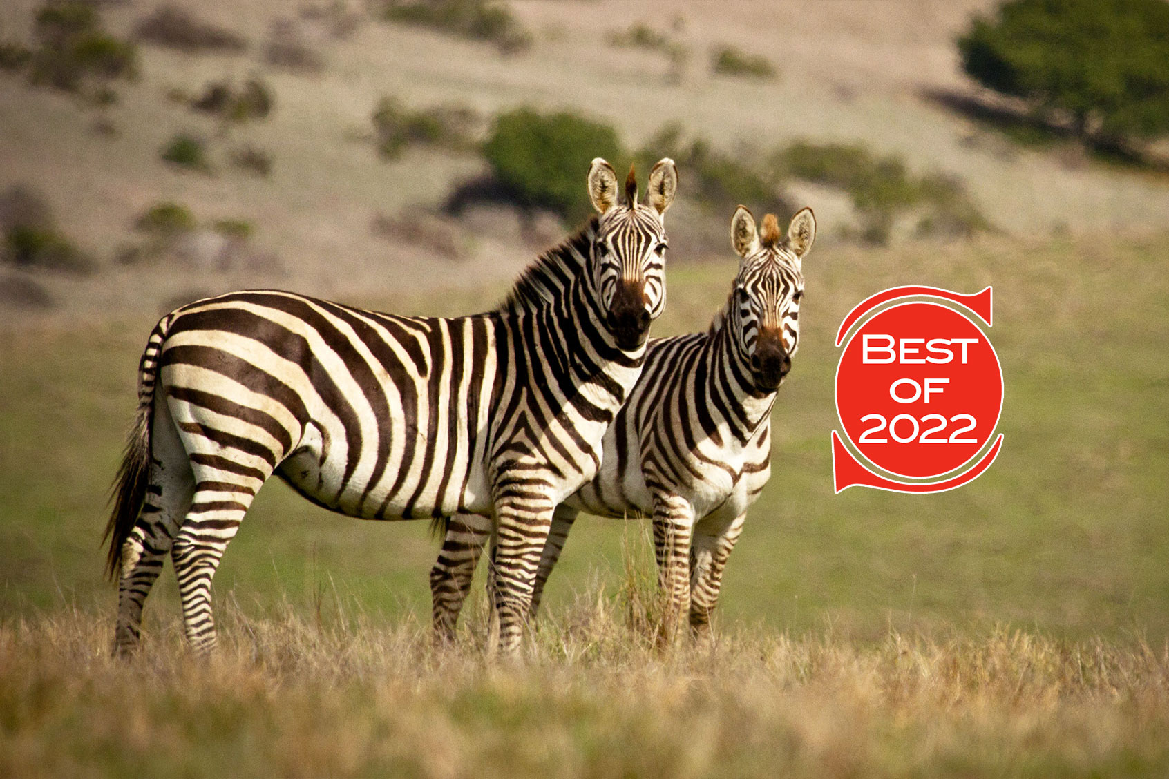 Pair of zebras staring at camera at Hearst Ranch in San Simeon, CA. (Salon/Getty Images/Don Henderson)