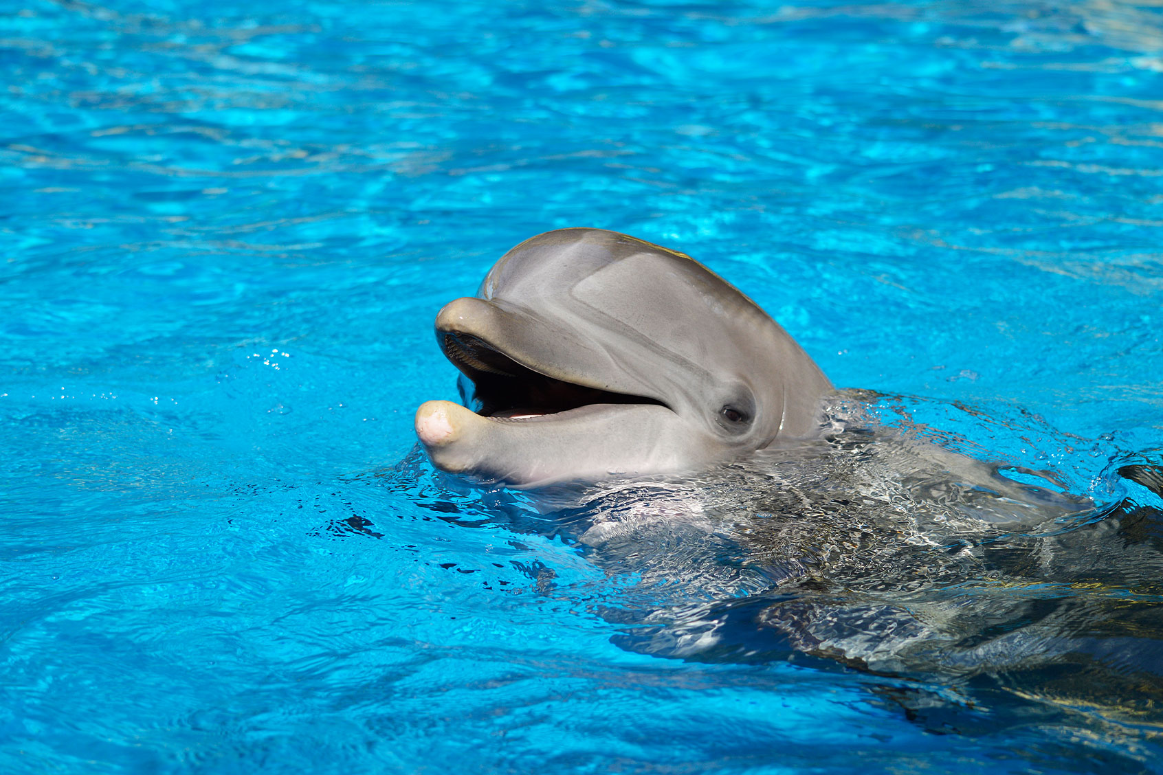 Bottlenose Dolphin (Tursiops truncatus) (Getty Images/Peter Etchells/EyeEm)