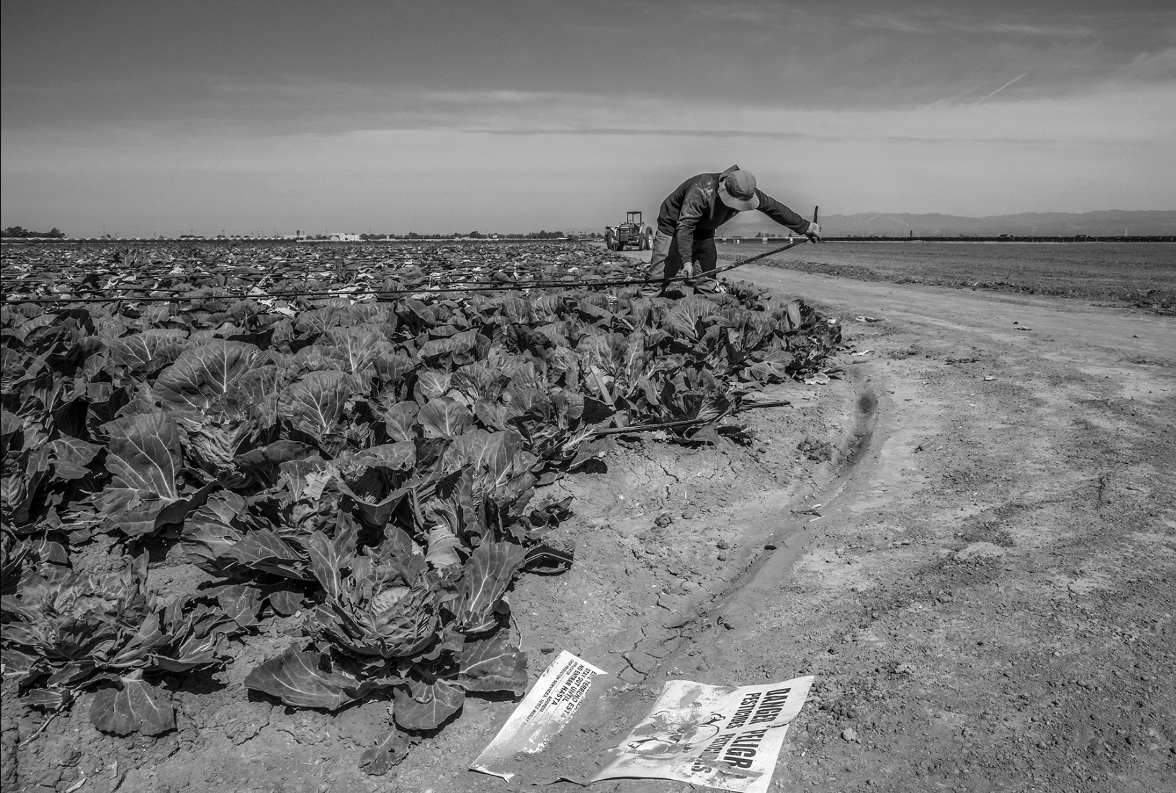 A sign in the dirt of a cabbage field warns of the dangers of the pesticides used on the crops. (David Bacon)